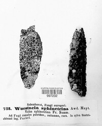 Anthostoma dryophilum image